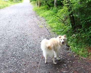 大吉、14才になる【穴澤賢の犬のはなし】