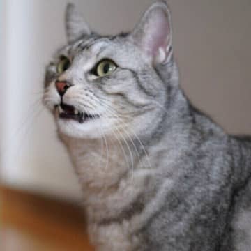 猫が口を半開きにする“フレーメン反応”ってなに？ 猫が見せる不思議なしぐさを獣医師が解説