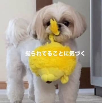 「リンリン」と音を鳴らし楽しそうに遊ぶシー・ズー犬！ カメラに気づき、しばしフリーズする姿がかわいかった