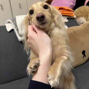 飼い主さんの腕に抱きつくダックスフンドに「かわいい！」の声！ しぐさの理由を獣医師が解説