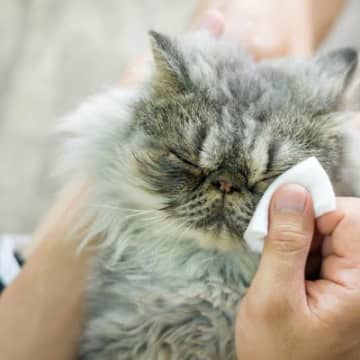 猫の目の周りが汚れる『涙やけ』をキレイにするには？試したい4つのお手入れ方法