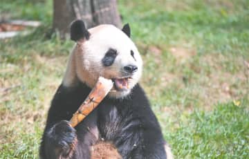 ハルビンでジャイアントパンダが初公開、8歳の双子兄弟が登場―中国