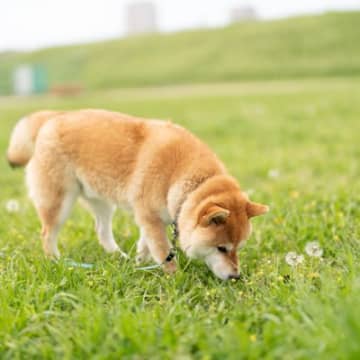 犬には大好きな『におい』がある？　好みやすい3つの香りから嗅いでいるときの注意点まで