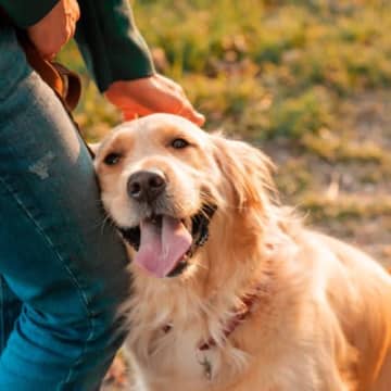 『人懐っこい犬』がしがちな仕草や行動5選　フレンドリーな性格に育てるコツとは？