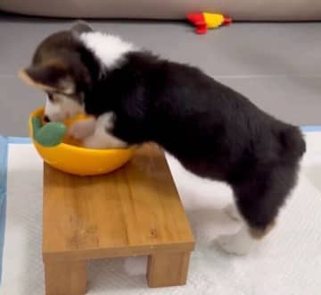水飲みボウルをホリホリする生後3カ月のコーギー子犬　全力の“水遊び”に「まさか飲み水でもやるとは」とクスッ！