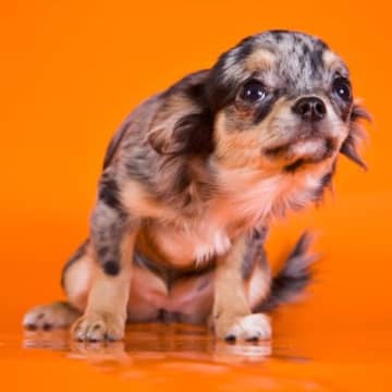 犬が『怯えるようになってしまう』原因5選　飼い主が愛犬を不安にさせていることも…