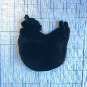 突然、家の前に現れた猫を保護して11年！ 静かなので探すと、ぽつんと眠る姿を見つけてほっこり