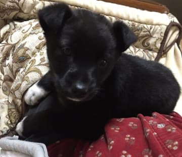 飼い主の膝の上に乗ってきた「子熊」のような子犬→お迎えから6年後には、「黒い狐」のような凛々しいコに成長！