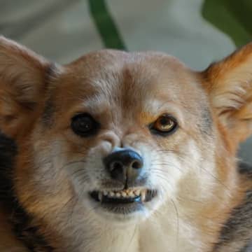 犬が人にみせる『嫌いサイン』5選　愛犬が飼い主に嫌悪感を抱いてしまうNG行為まで
