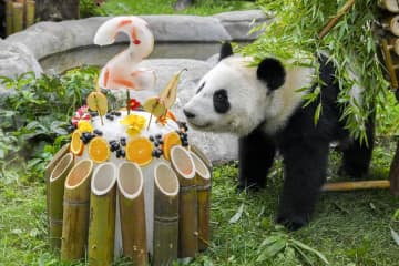 ロシア生まれのパンダ「カチューシャ」、2歳に