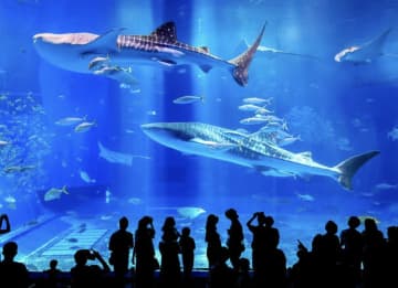 【沖縄の絶対王者】「水族館と侮るな」美ら海水族館が別格な理由。口コミで判明した無料イルカショーと知らないと後悔する注意点