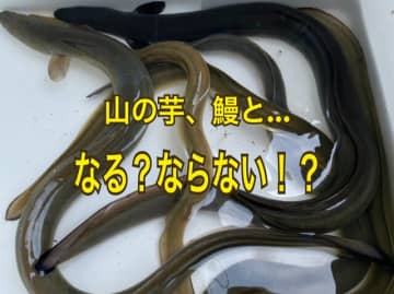 山好きなら分かる…？  「山」の入った慣用句・ことわざ3選！ 「ヤマは “山” でOK！？」「イモがウナギ！？」