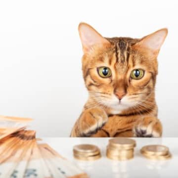 愛猫との暮らし、実際いくらかかる？5つのカテゴリー別に『猫にかかる必要経費』の目安を解説