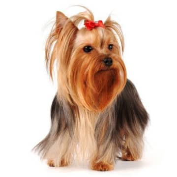 ヨークシャー・テリアの性格　飼い方のコツ・飼い主の悩みQ＆A｜いぬのきもち 犬図鑑