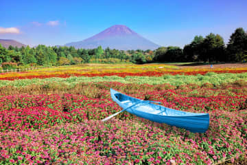 富士山麓が秋色に染まる「虹の花まつり 2025」が開催。愛犬は入場無料