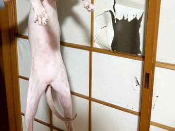 障子をビリビリにする猫　家主に捕まってこの表情！「笑った」「表情がよすぎる」