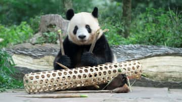パンダのシャンシャン、タケノコを取り出す　四川省