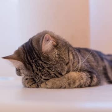 猫がうつ伏せで『ごめん寝』する理由3選　一見苦しそうなこの寝姿、その意味とは？