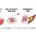 日常動作や持久的活動に重要な「遅筋」培養筋肉の作製に成功　東京都立大学など