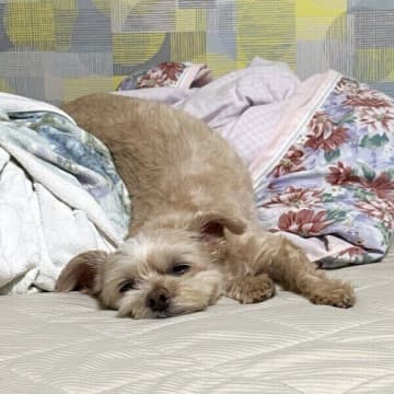 「犬も液体です」飼い主さんとのリラックスタイムに“溶けてしまった”愛犬に注目が集まる