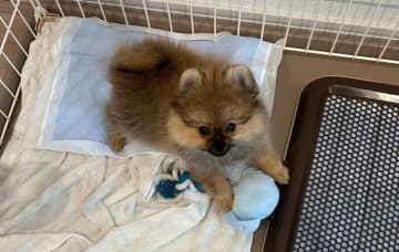 「いつの間にこんなに大きくなった！？」生後3カ月ポメラニアン子犬が１才に！魅力はそのままに家族にとって「永遠の宝物」に