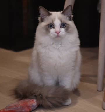 「飼い主が筋トレする姿」を初めて見たら→置物のように固まっちゃった!?　猫の姿から読み取れる心理｜獣医師解説