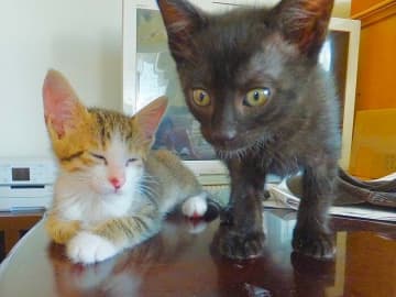 生後2カ月のころは“パヤパヤ”していた2匹の保護子猫→11才になり「仲良しイケメン兄弟」に！　仲良く抱き合う姿が微笑ましい