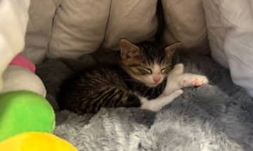 飼い主が不安になるほど体が小さかった生後1カ月の保護子猫→よく食べよく遊びよく寝て、2年で元気にスクスク成長！