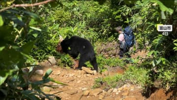 日本屈指の霊峰「立山」にも相次いでクマ出没　富山市では夢中で木を削りアリを食べる採食行動も…猛暑の影響で“エサ不足”か