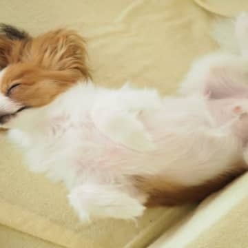 犬の『寝方』でわかる性格４選　注目すべきポイントや愛犬の心理状態まで解説