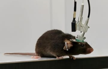 脳科学の「カラービジョン」を開拓、中国の研究者が多色小型化二光子顕微鏡を開発