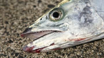 〈初心者の釣り〉“サワラ”の生態／釣りシーズン／釣り方／仕掛け／食べ方【海の韋駄天! 高速回遊魚を仕留めよ】