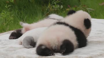 今年生まれの赤ちゃんパンダをお披露目　中国四川省成都パンダ基地