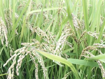 埼玉県内のコメ　店頭価格は「5キロ4千円は超える、安くなることは考えられない」と見通し　概算金は昨年の1.6倍に　県オリジナル品種も昨年から大きく上昇の見込み