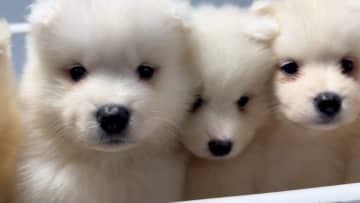 人気犬“サモエド”の魅力に迫る　ヤンチャ犬10年密着にROIROMが涙『笑える！泣ける！動物スクープ100連発』