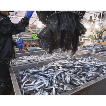 サンマ初水揚げが例年の2.6倍、デカさも話題に…では豊漁はシーズン通して続くのか？