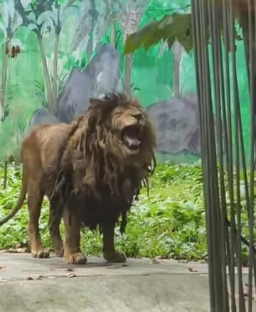 動物園のライオンが「汚すぎる」と話題に、体を洗うのが嫌い―中国