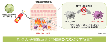 “隠れ老化”である慢性炎症の鎮静に植物でアプローチ(1)　～「メドウスイート」がエピジェネティクス制御によりマクロファージの分極バランスを調節～