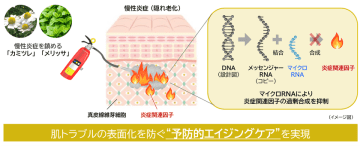 “隠れ老化”である慢性炎症の鎮静に植物でアプローチ(2)　～「カミツレ」「メリッサ」が3種類のマイクロRNA増加により炎症関連因子の合成を調節～
