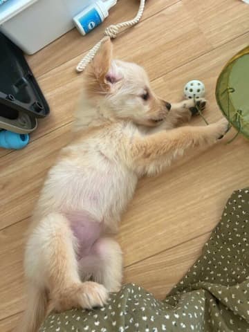 「痩せていて心配だった」生後2カ月ゴールデン子犬→1カ月後には大きく成長！飼い主さんにとって「幸せのかたまり」