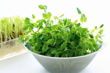 食品の値上がりが気になる夏　コスパ抜群の豆苗　野菜なのに含む意外な栄養素とは　管理栄養士に聞く