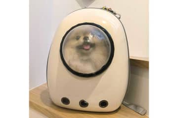「←行く前　帰宅後→」　愛犬がニコニコ笑顔から一変　「許さん」表情になったまさかの理由にほっこり