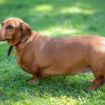 『太りやすい犬種』4選　肥満がもたらす心身への悪影響や体重管理のコツまで