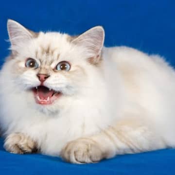 スルーしてはいけない『猫の危険な鳴き方』4選　病気やトラブルを抱えているサインかも