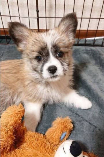 体重1.4kgの生後2カ月子犬→約1年後、体重11kgにまで大きく成長！先住猫が大好きな「“陽キャ”なコ」に