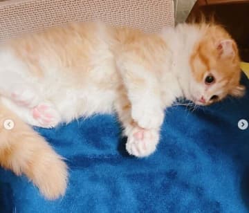 お迎え2日目に「おなかを見せてリラックスしていた」生後2カ月の子猫→1年で日に日に可愛さが増し、飼い主家族全員がメロメロに！