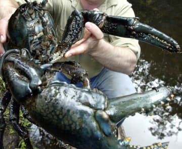 【デカすぎる】世界最大のザリガニ「タスマニアオオザリガニ」、驚きのサイズ感が規格外すぎる！！