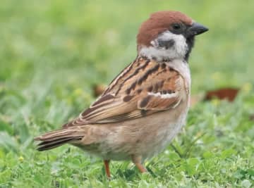 身近な鳥の名前がすぐわかる！ 初心者におすすめの野鳥図鑑【市街地編】｜バードウォッチング入門