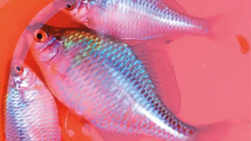 〈初心者の釣り〉“タナゴ”の生態／釣りシーズン／釣り方／仕掛け【水中の宝石を追い求める、日本の伝統釣魚】