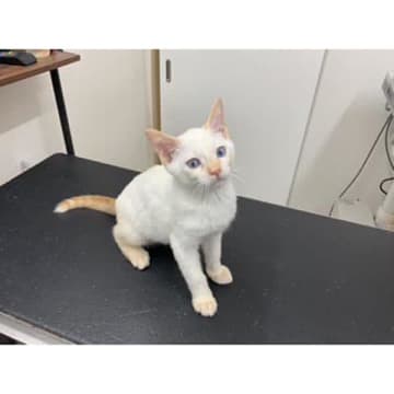 レアな柄の猫が飼いたければ保護猫も検討を【ワンニャンのSOS】